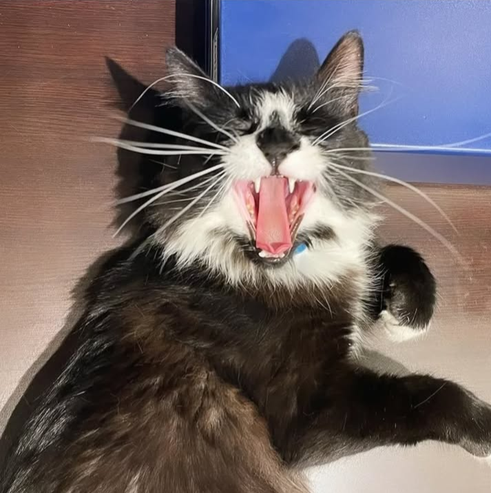 Pete, the Cat, the myth, the legend.